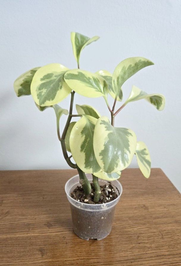 Peperomia Obtusifolia Variegated Plant