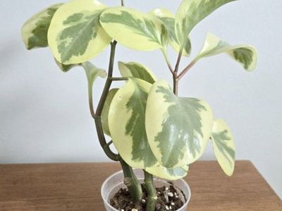 Peperomia Obtusifolia Variegated Plant