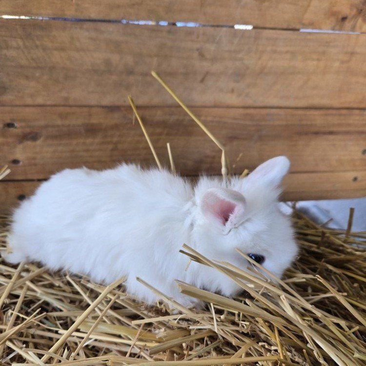 White Lionhead doe bunny.