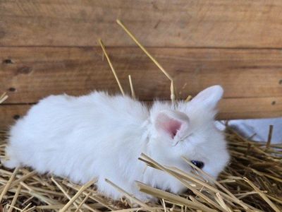 White Lionhead doe bunny.