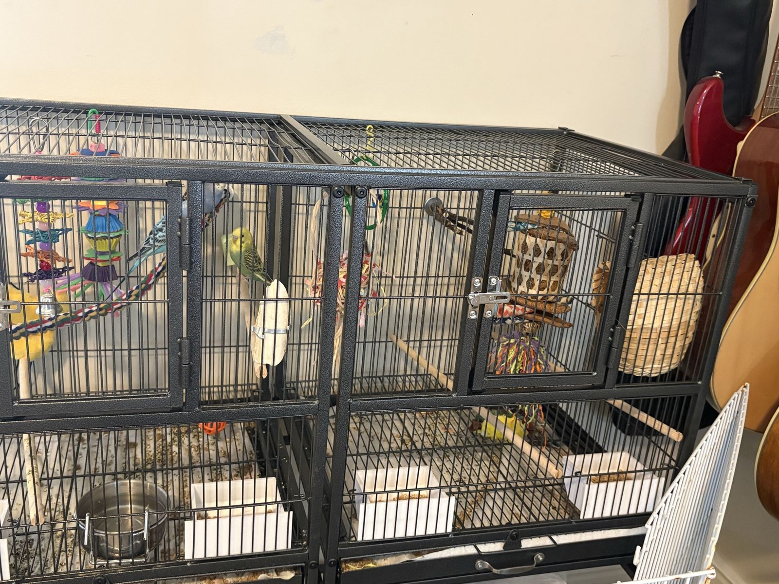 Budgies parakeets birds 
