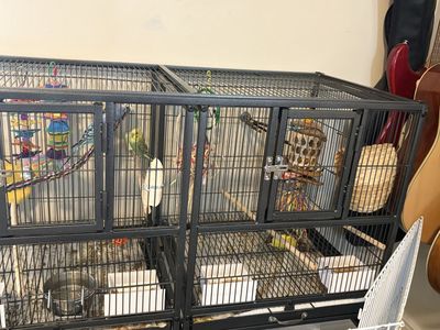 Budgies parakeets birds