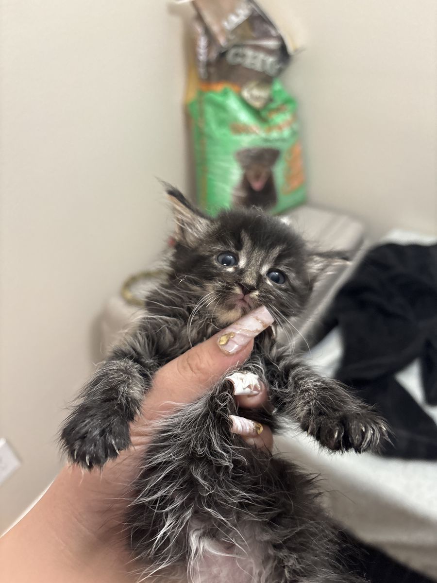 Kittens