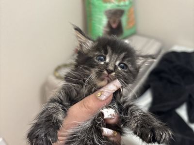 Kittens
