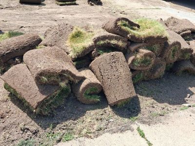 free grass in north Ogden