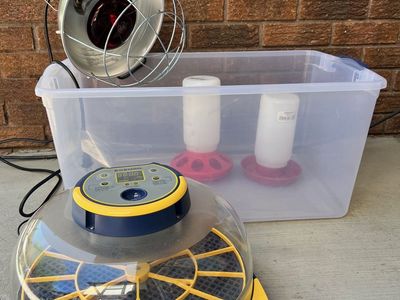 BOBMAIL Automatic Egg Incubator Kit with Brooder Box, Heat Lamp, Feeders - Poultry Hatching Set