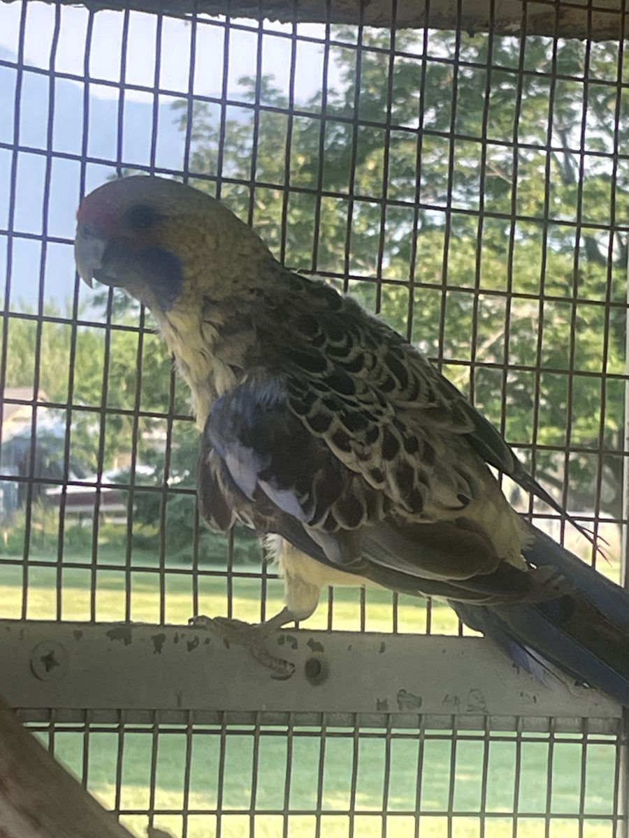 Rosella