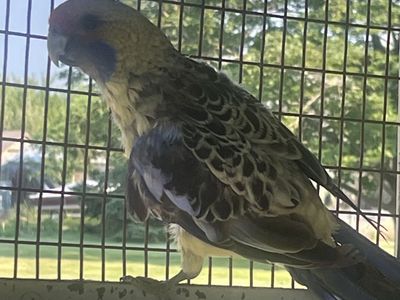 Rosella