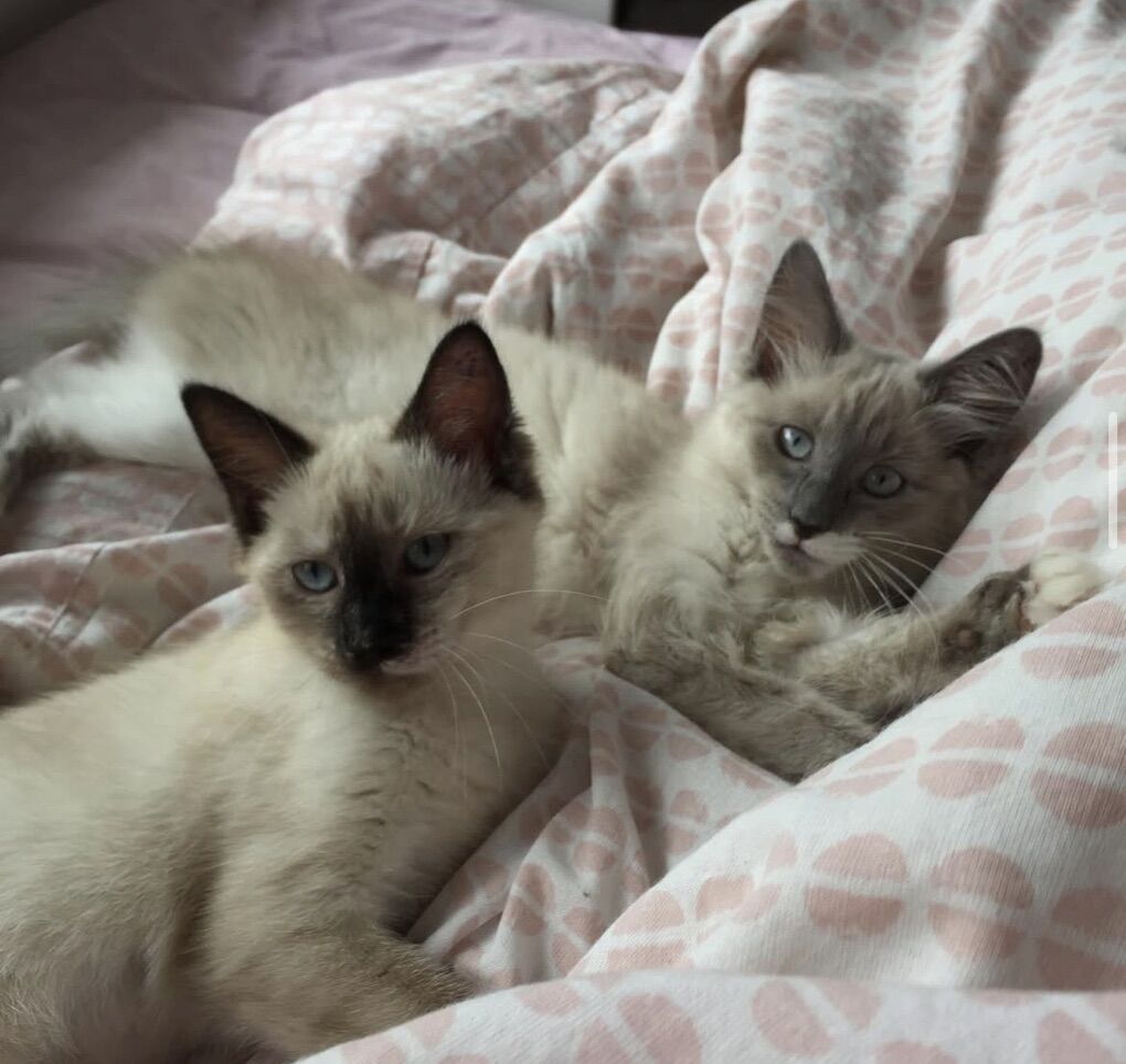 Russian Blue Ragdoll Mix Considered Hypoallergen