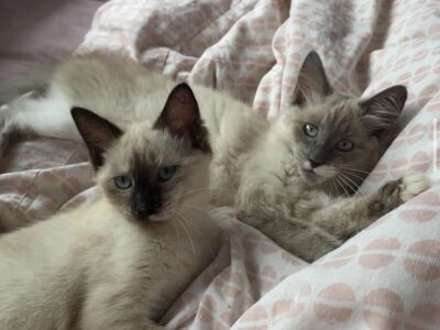 Russian Blue Ragdoll Mix Considered Hypoallergen