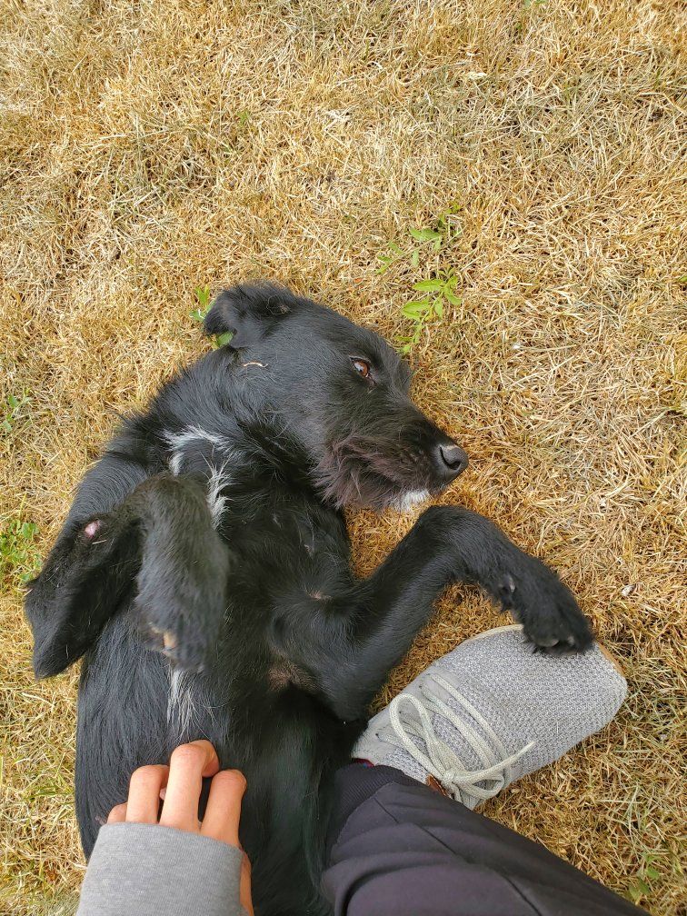 5 month doodle / schnauzer
