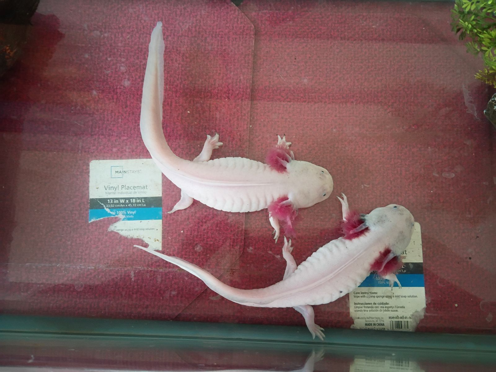 Axolotls