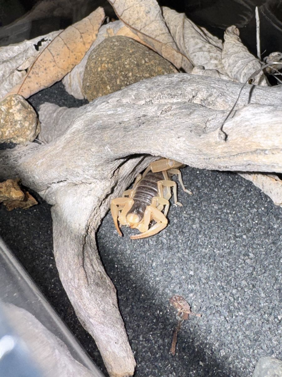 Desert hairy scorpion