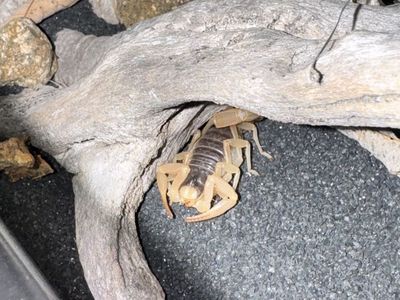 Desert hairy scorpion