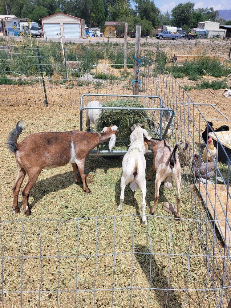 Nubian Bucks/Wether for Sale