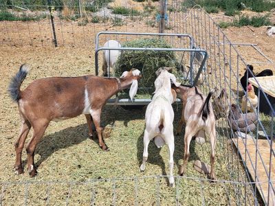 Nubian Bucks/Wether for Sale
