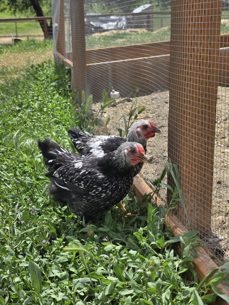 9-10 Week Silver Wyandotte Cockerels