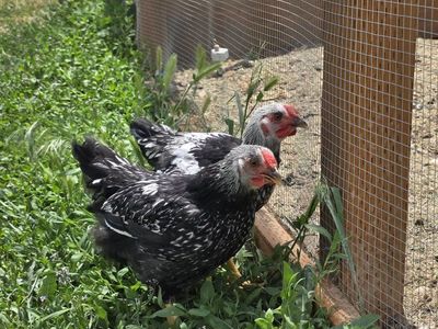 9-10 Week Silver Wyandotte Cockerels