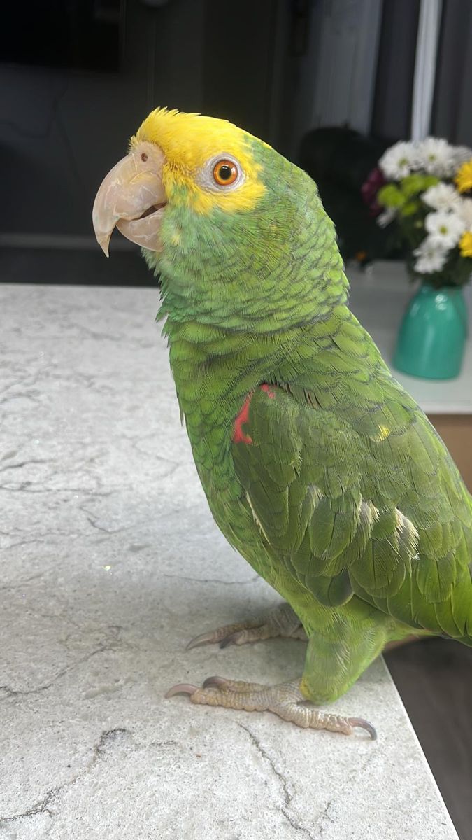Female Yellow-headed amazon parrot