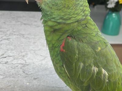 Female Yellow-headed amazon parrot