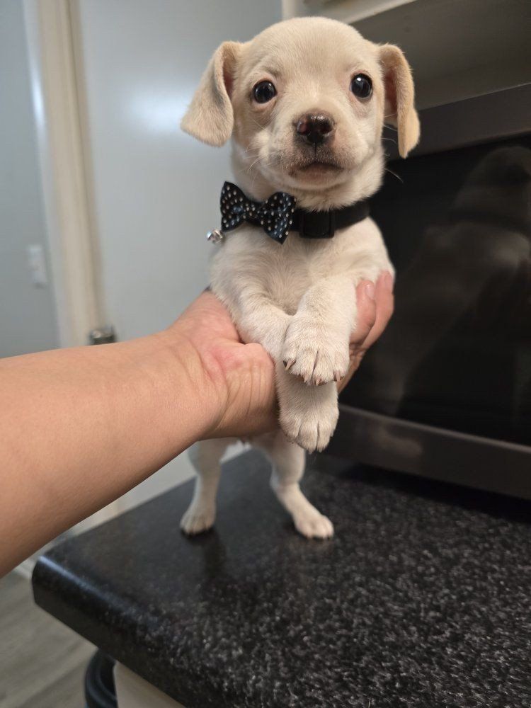 chihuahua mix pups chiweenie