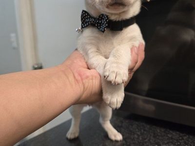 chihuahua mix pups chiweenie