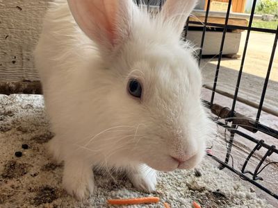 White Rabbit Pet