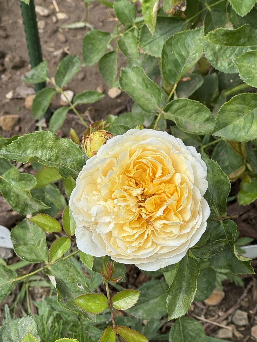 David Austin rose Charlotte