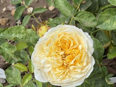 David Austin rose Charlotte