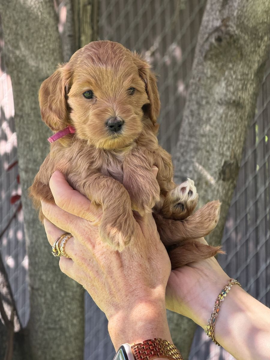 Micro mini multigen teacup golden doodle goldendoodle FEMALES