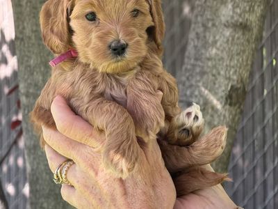 Micro mini multigen teacup golden doodle goldendoodle FEMALES