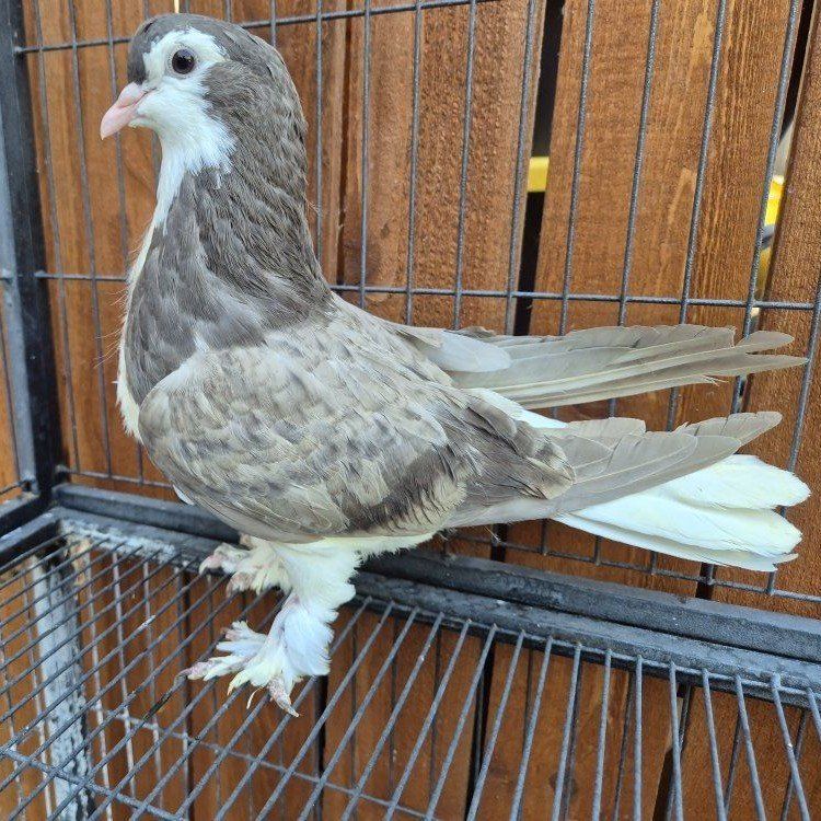 Brown Bar Lahore Pigeon
