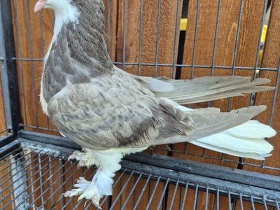 Brown Bar Lahore Pigeon
