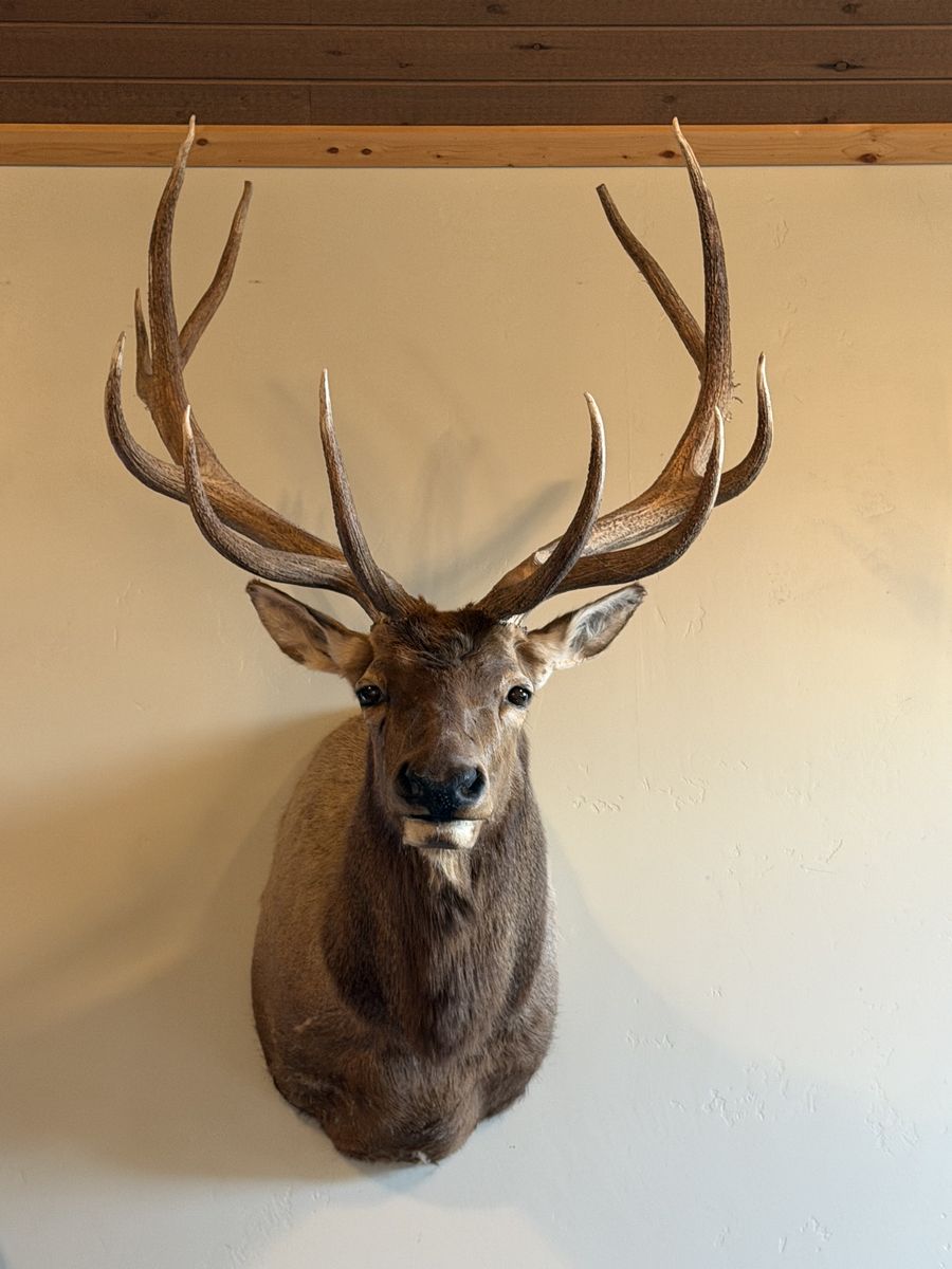 Elk head