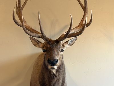 Elk head