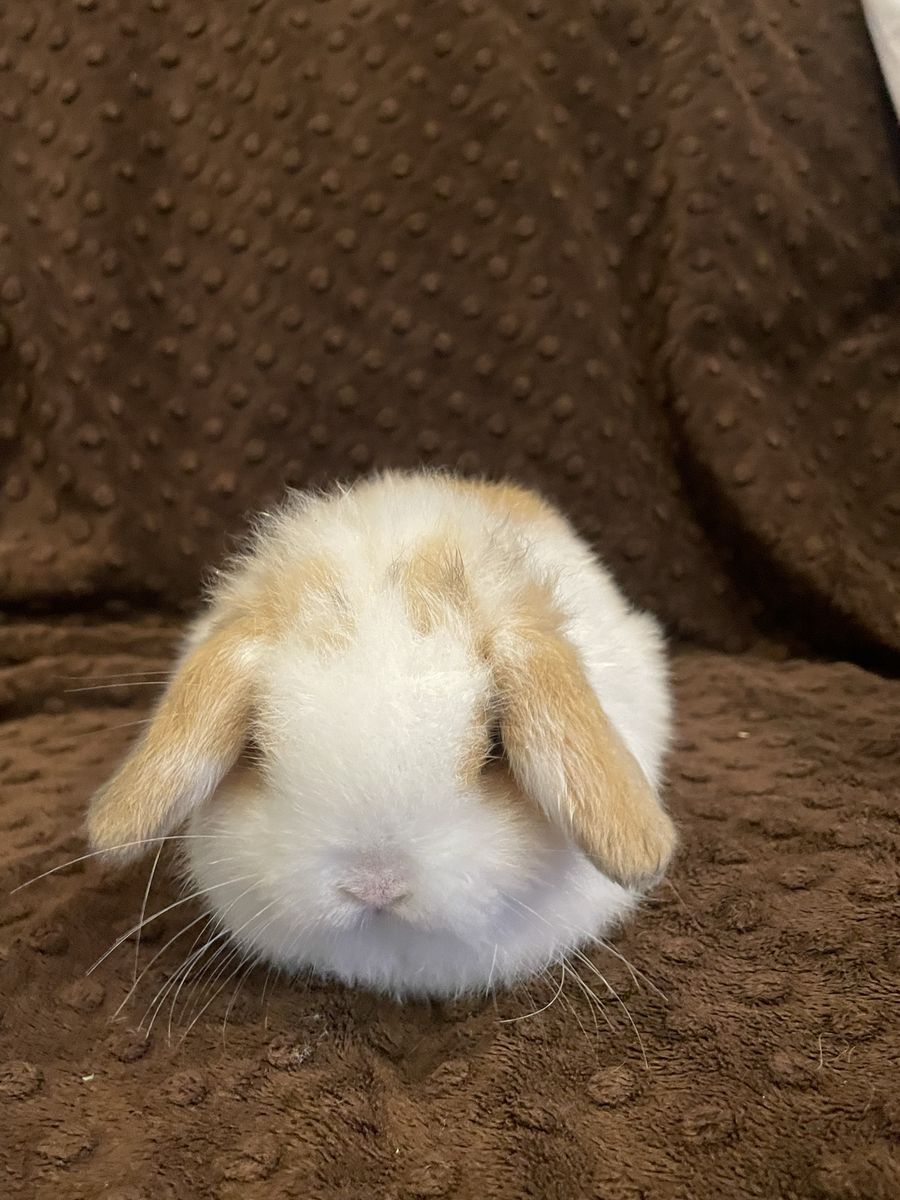 Holland Lop Buck