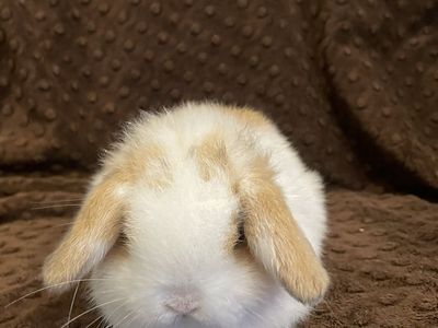 Holland Lop Buck