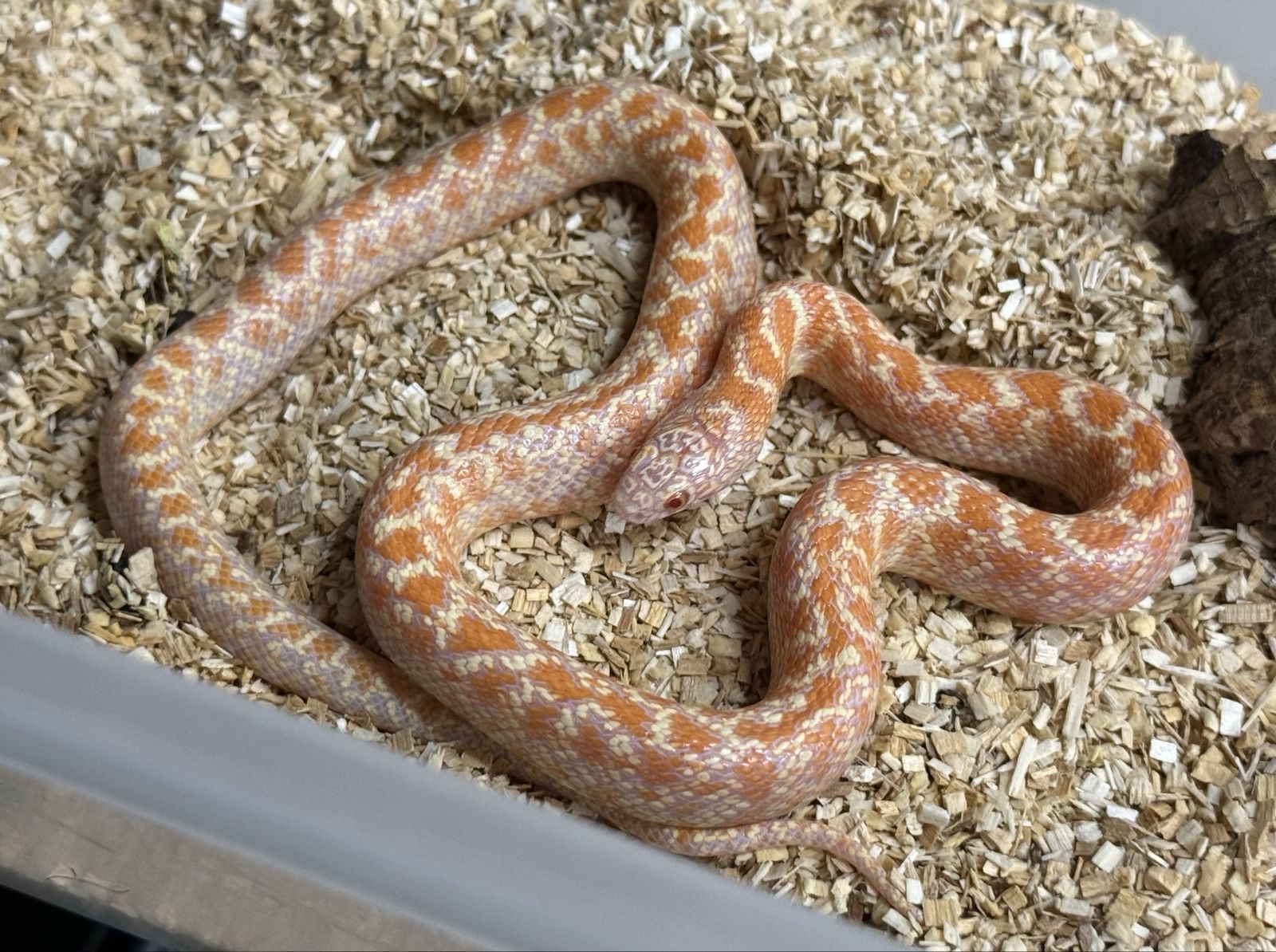 Albino Brooks Kingsnake