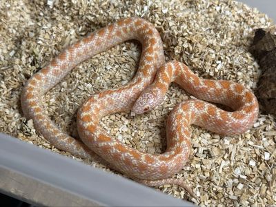 Albino Brooks Kingsnake