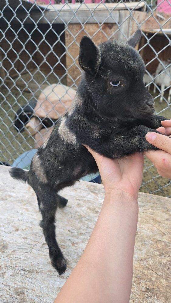 Goats - Various Ages and Colors Available