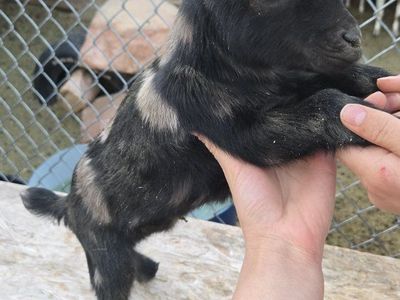 Goats - Various Ages and Colors Available