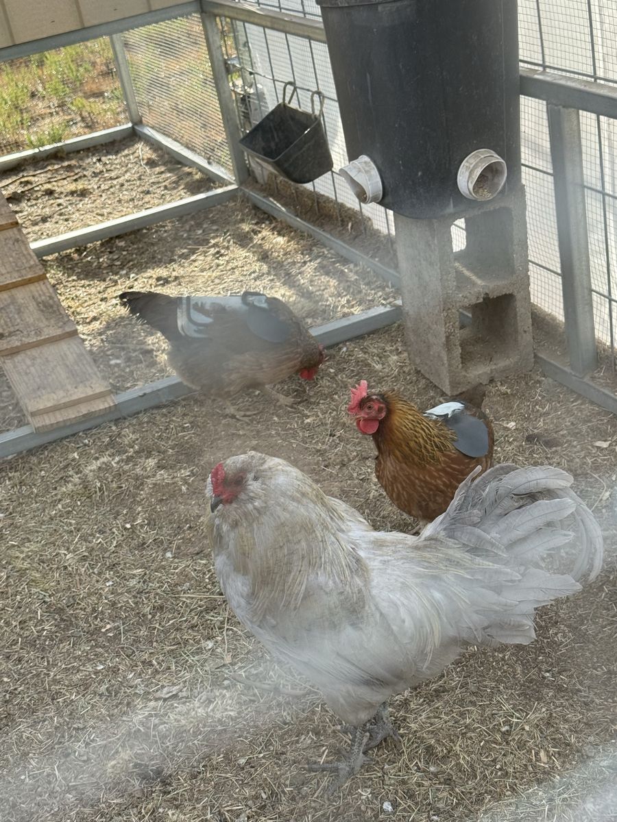 Easter Egger Rooster