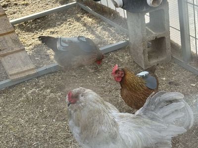 Easter Egger Rooster