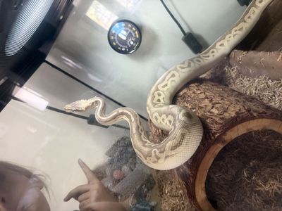 Female SUPERPASTEL