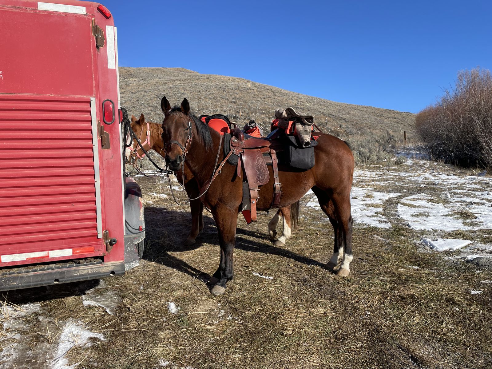 Experienced Mountain and Trail Horses