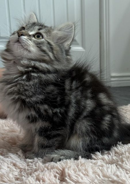 SIBERIAN HYPOALLERGENIC KITTEN READY  THIS WEEK! July 6-13th. TICA Reg. LOVING!