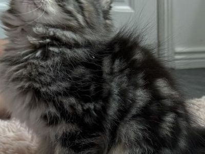SIBERIAN HYPOALLERGENIC KITTEN READY THIS WEEK! July 6-13th. TICA Reg. LOVING!