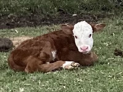 Hereford Bull Calf