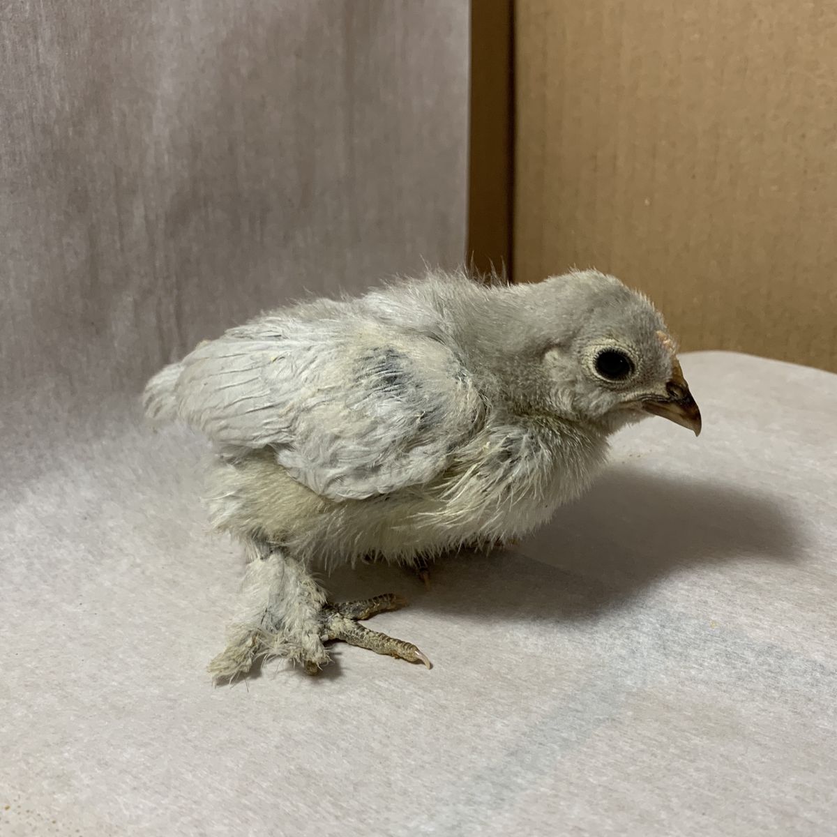 SALE Blue D’Uccle Bantam Chick