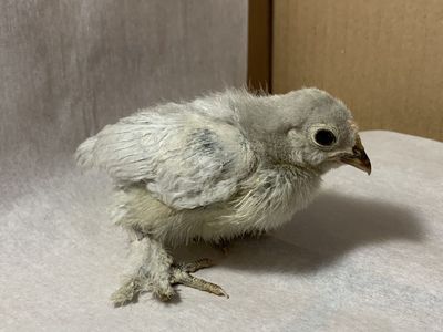 SALE Blue D’Uccle Bantam Chick
